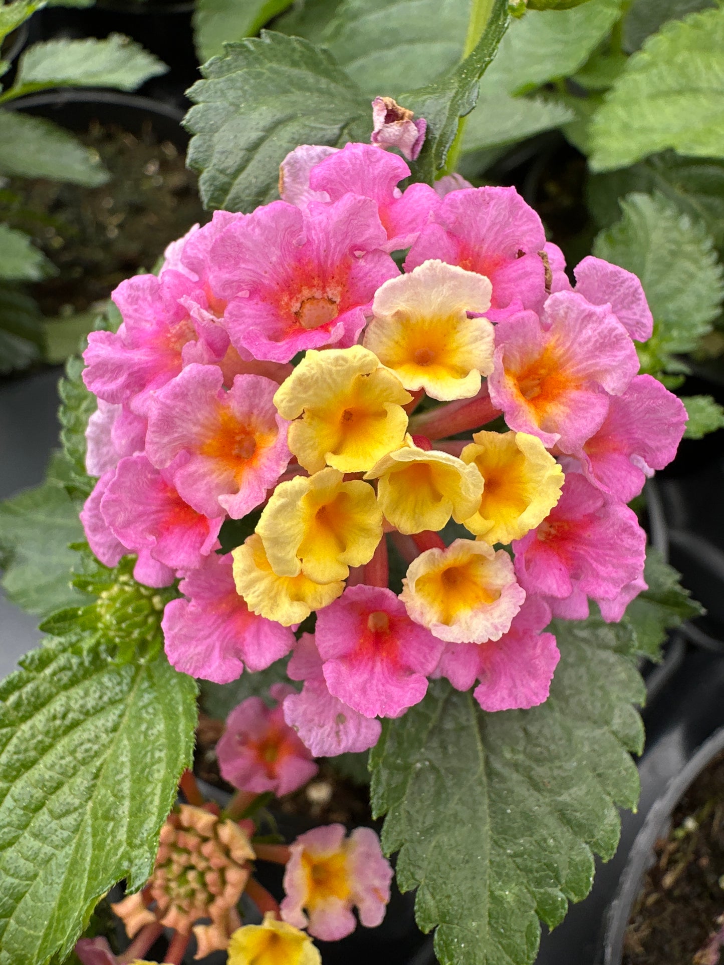 LANTANA BANDANA PINK - 4" POT