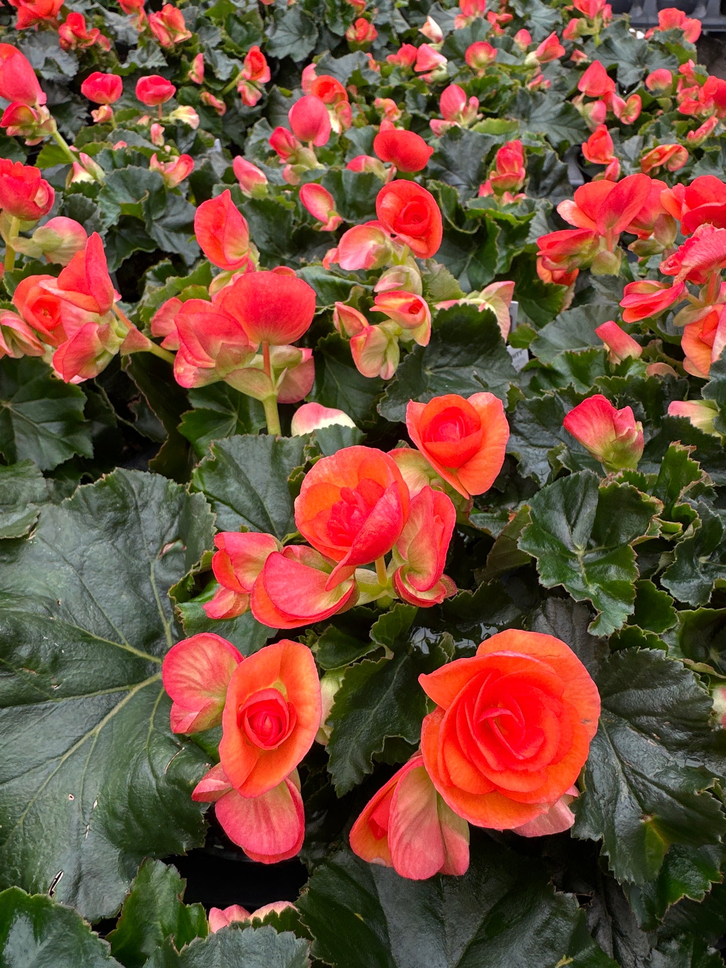 BEGONIA REIGER DARK BRITT - 4" POT