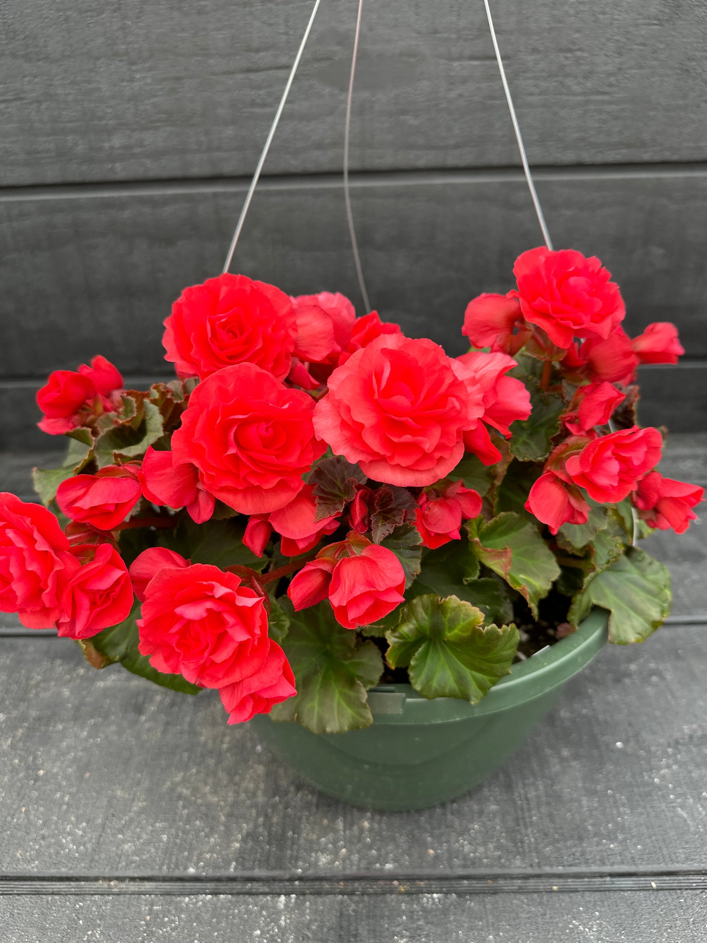 BEGONIA SOLENIAS DARK PINK - 10" HANGING BASKET