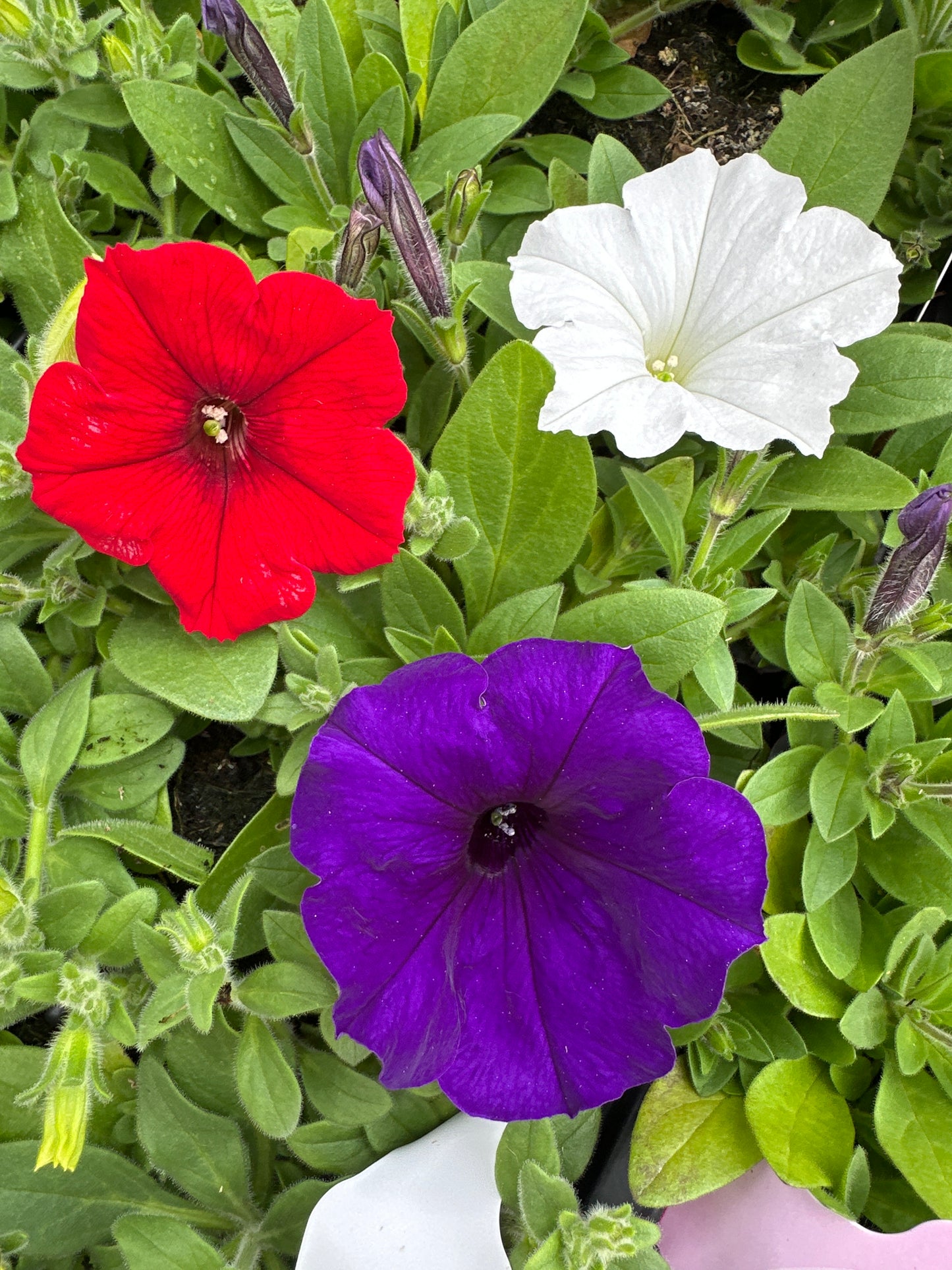 PETUNIA EASY WAVE FLAG MIX - JUMBO 6 PACK
