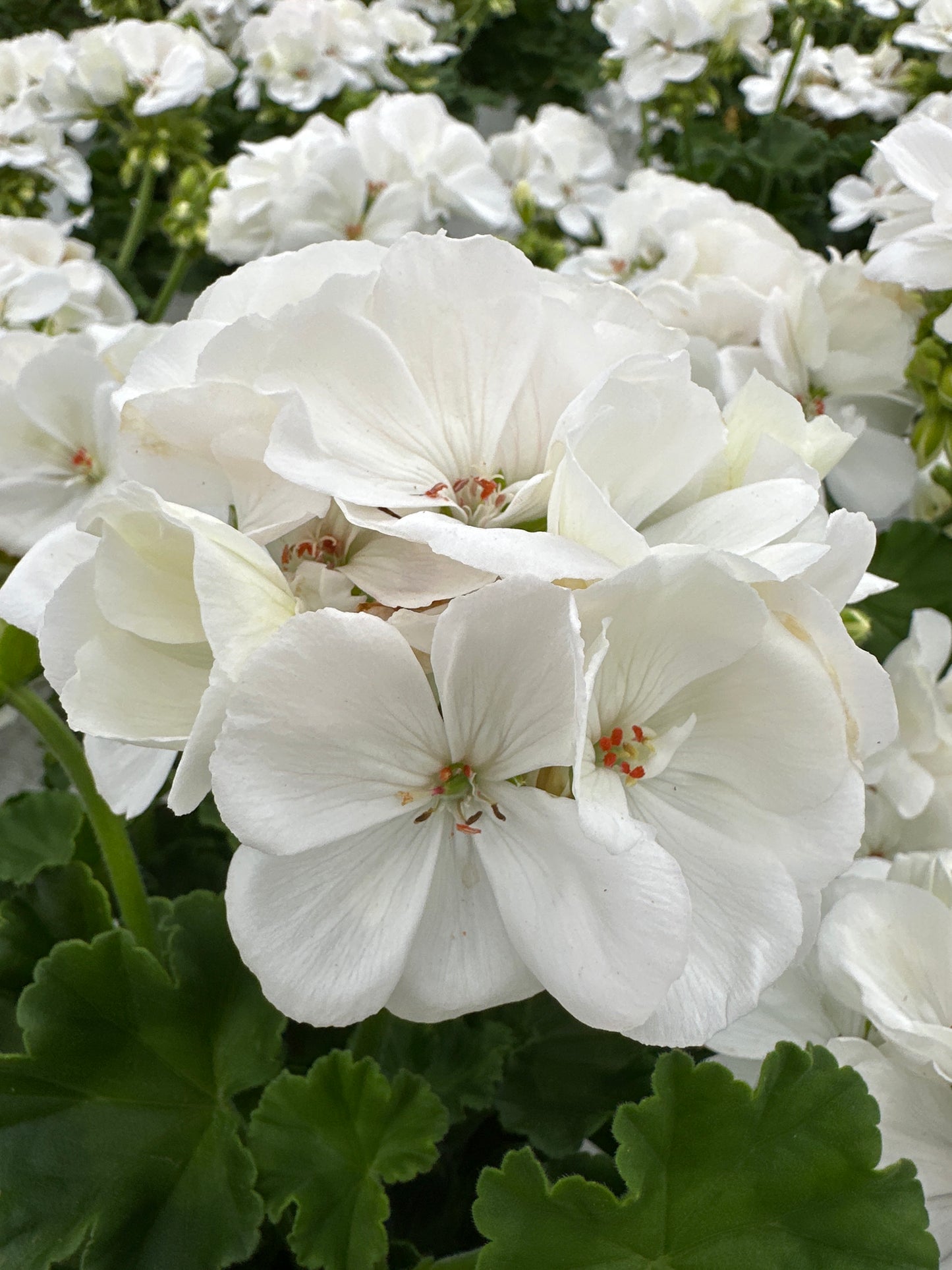 GERANIUM DYNAMO WHITE - 6" POT