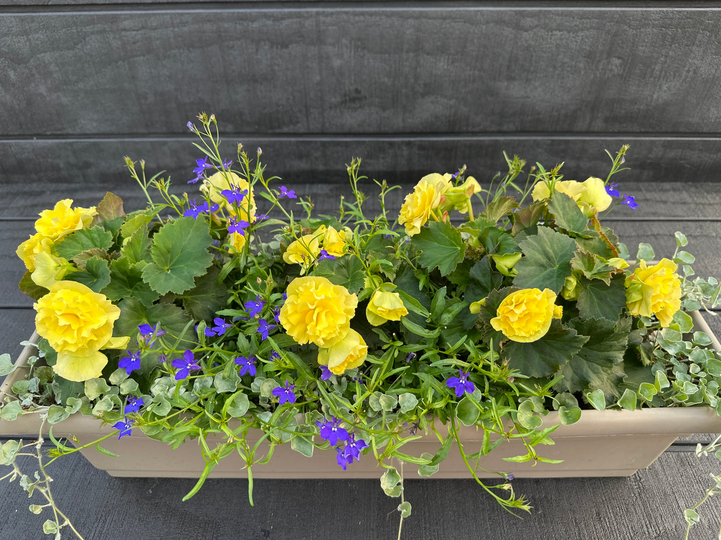 COMBO #15 - 24" WINDOW BOX