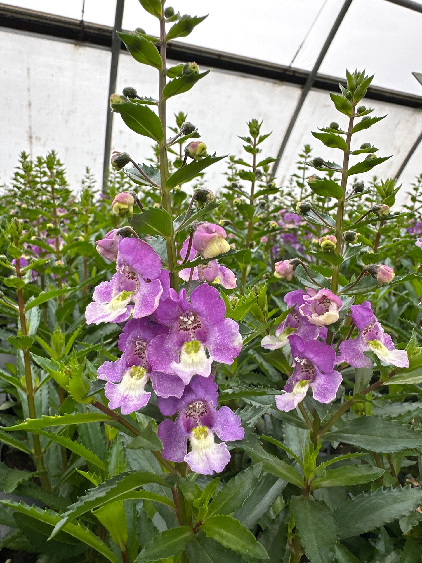 ANGELONIA ARCHANGEL BLUE BICOLOR - 4" POT