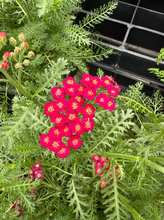 Achillea millefolium New Vintage™ 'Red'