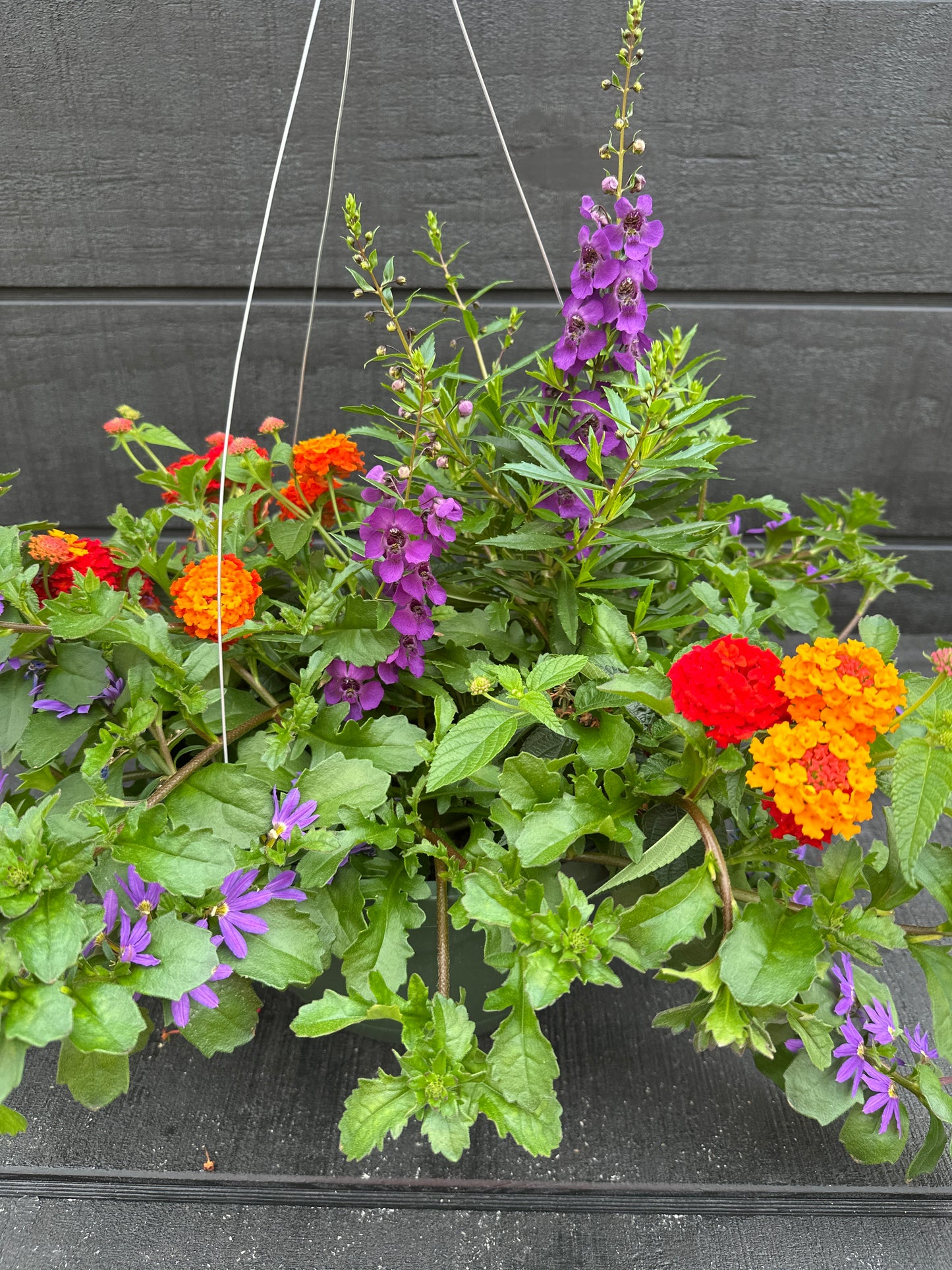 COMBO SHINDIG - 10" HANGING BASKET