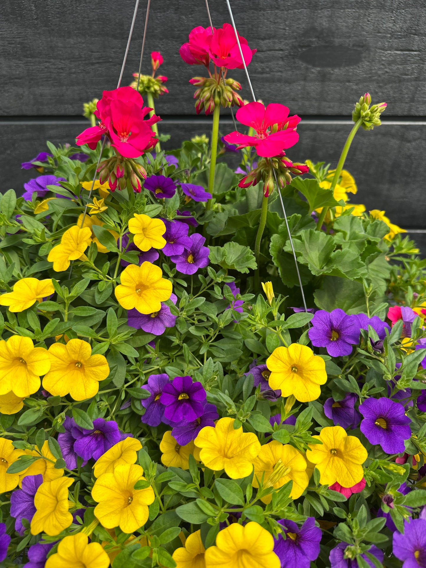 BASKET #46 - 12" HANGING BASKET