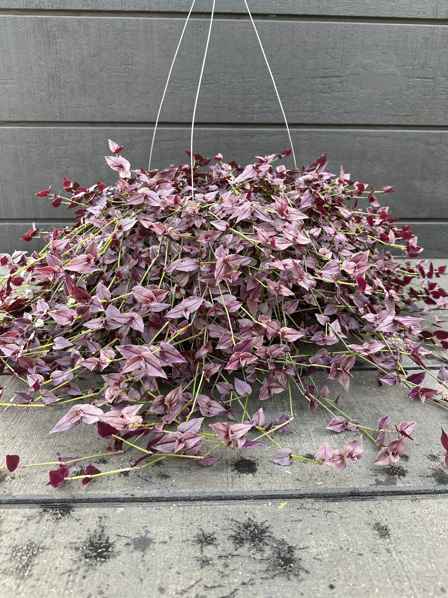 TRADESCANTIA BRIDAL VEIL PURPLE - 10'' HANGING BASKET