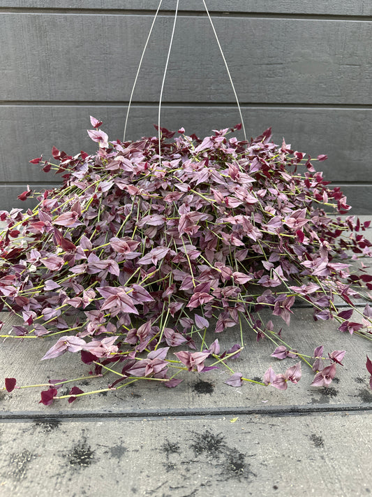 TRADESCANTIA BRIDAL VEIL PURPLE - 10'' HANGING BASKET