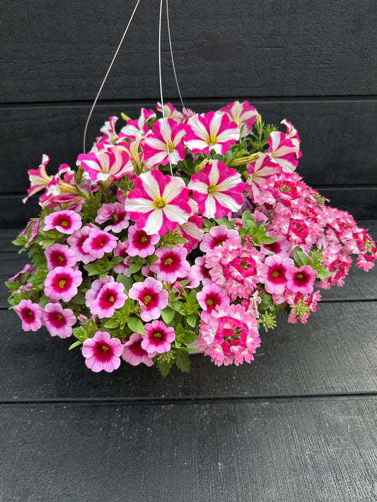 COMBO HELLO BARBIE - 10" HANGING BASKET