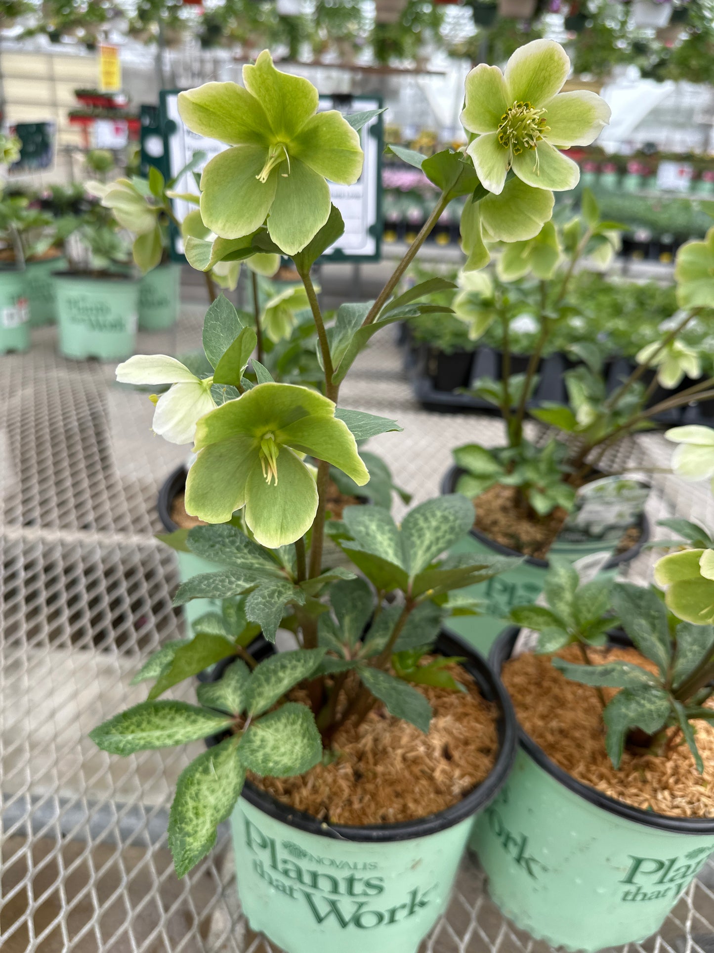 HELLEBORUS FROSTKISS MOLLY'S WHITE