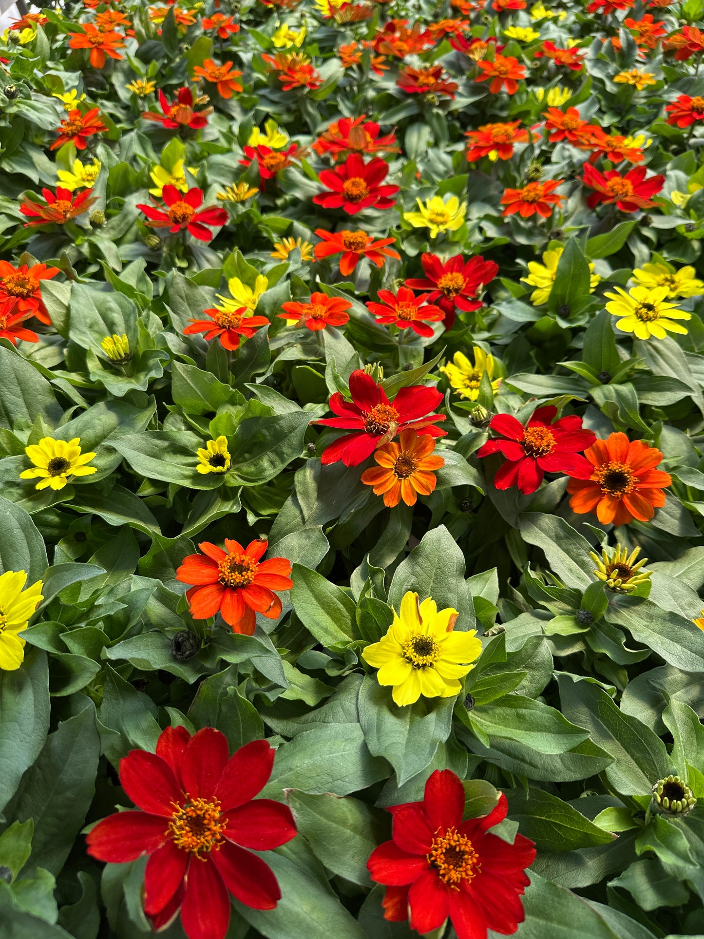ZINNIA ZAHARA BONFIRE MIX - JUMBO 6 PACK