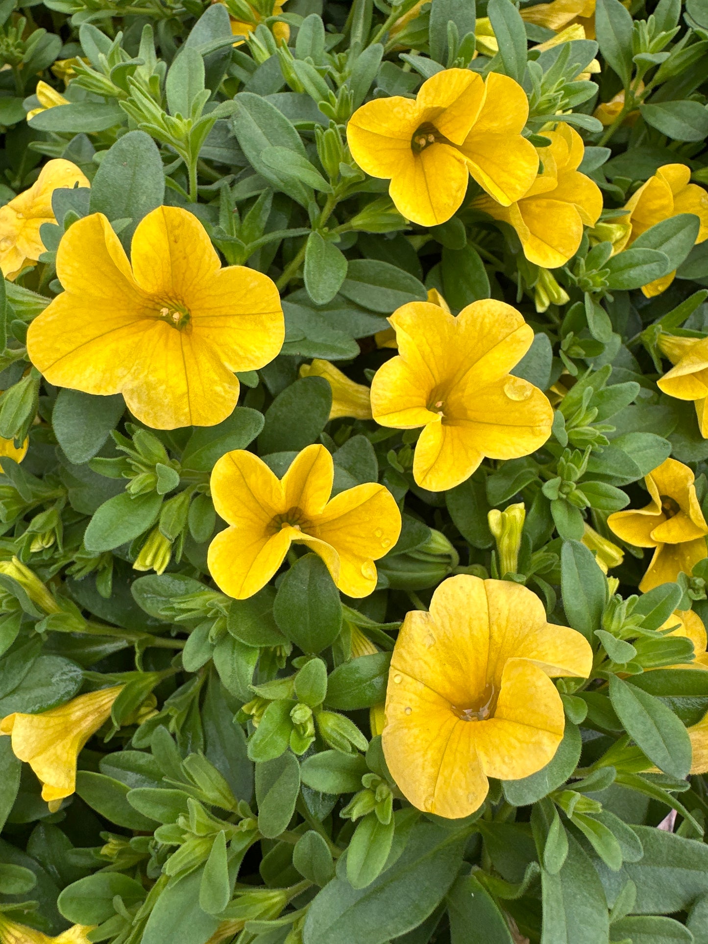 CALIBRACHOA CABARET DEEP YELLOW - 4" POT