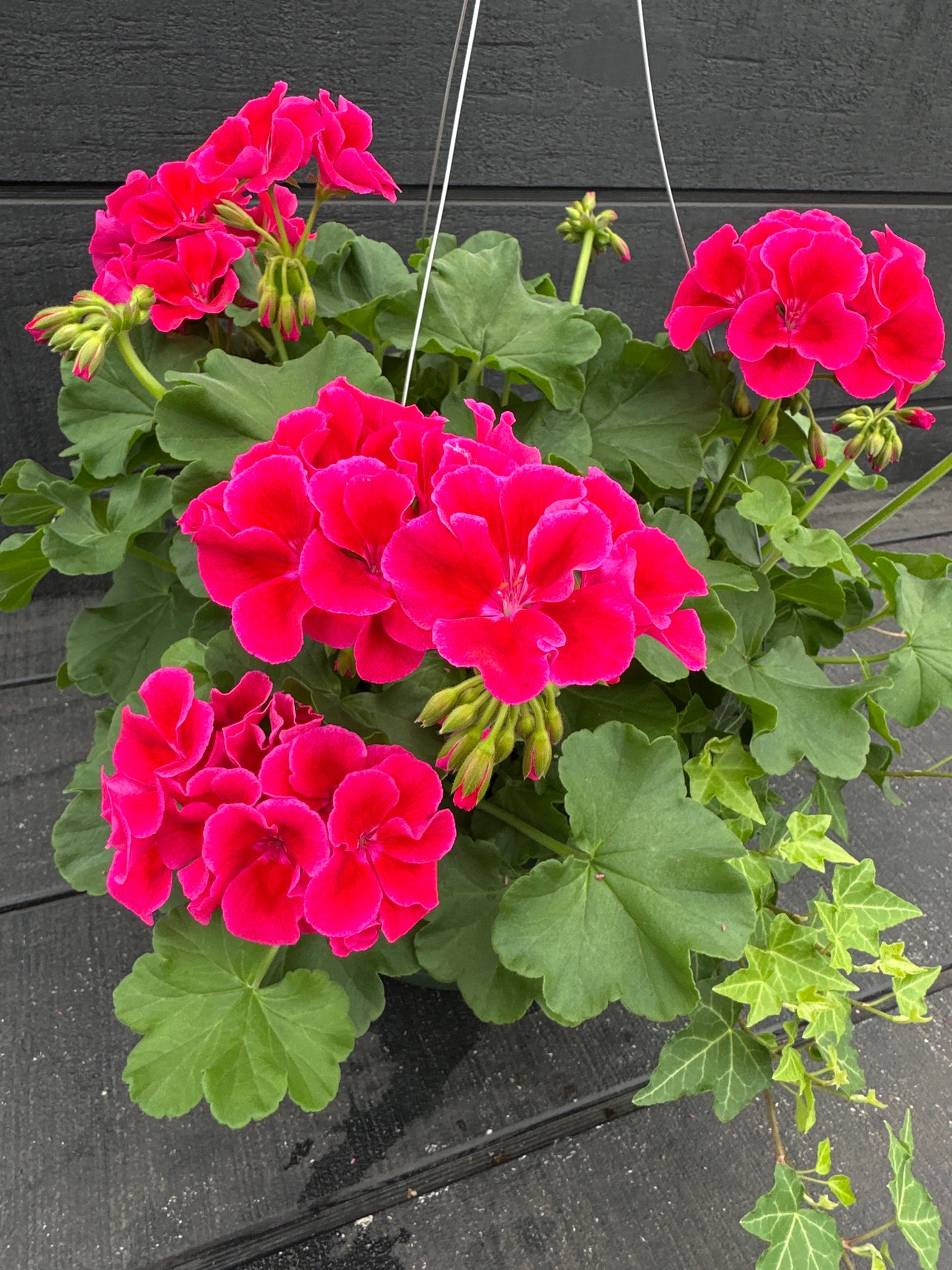 BASKET #33 - 10'' HANGING BASKET