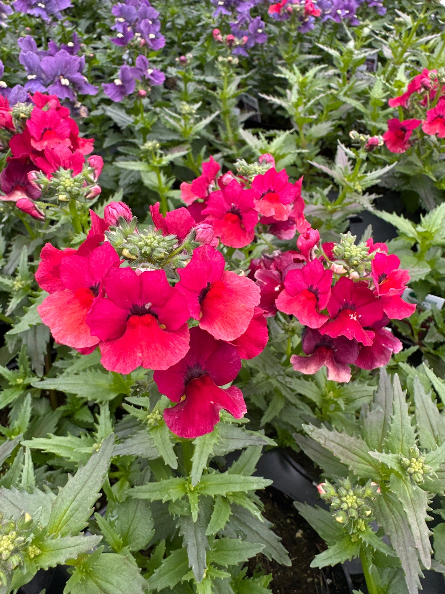 NEMESIA NESIA BURGUNDY - 4" POT
