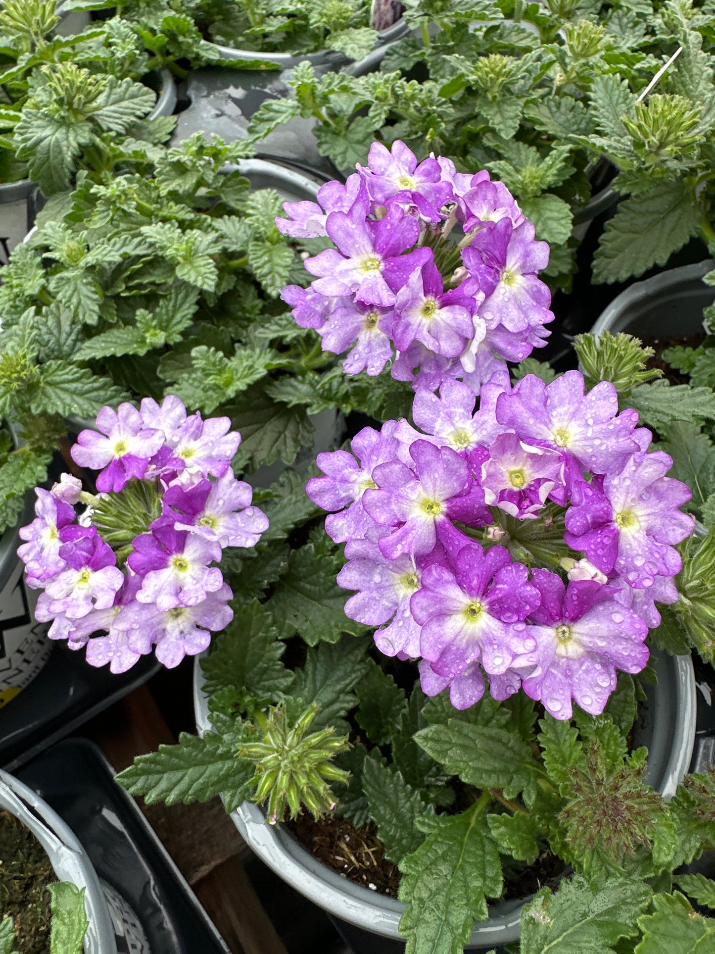VERBENA SUPERBENA SPARKLING AMETHYST - QUART POT