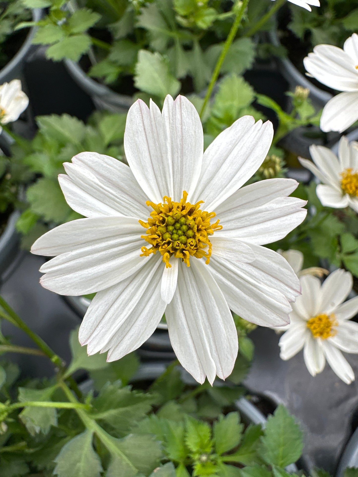 BIDENS CAMPFIRE MARSHMALLOW - QUART POT