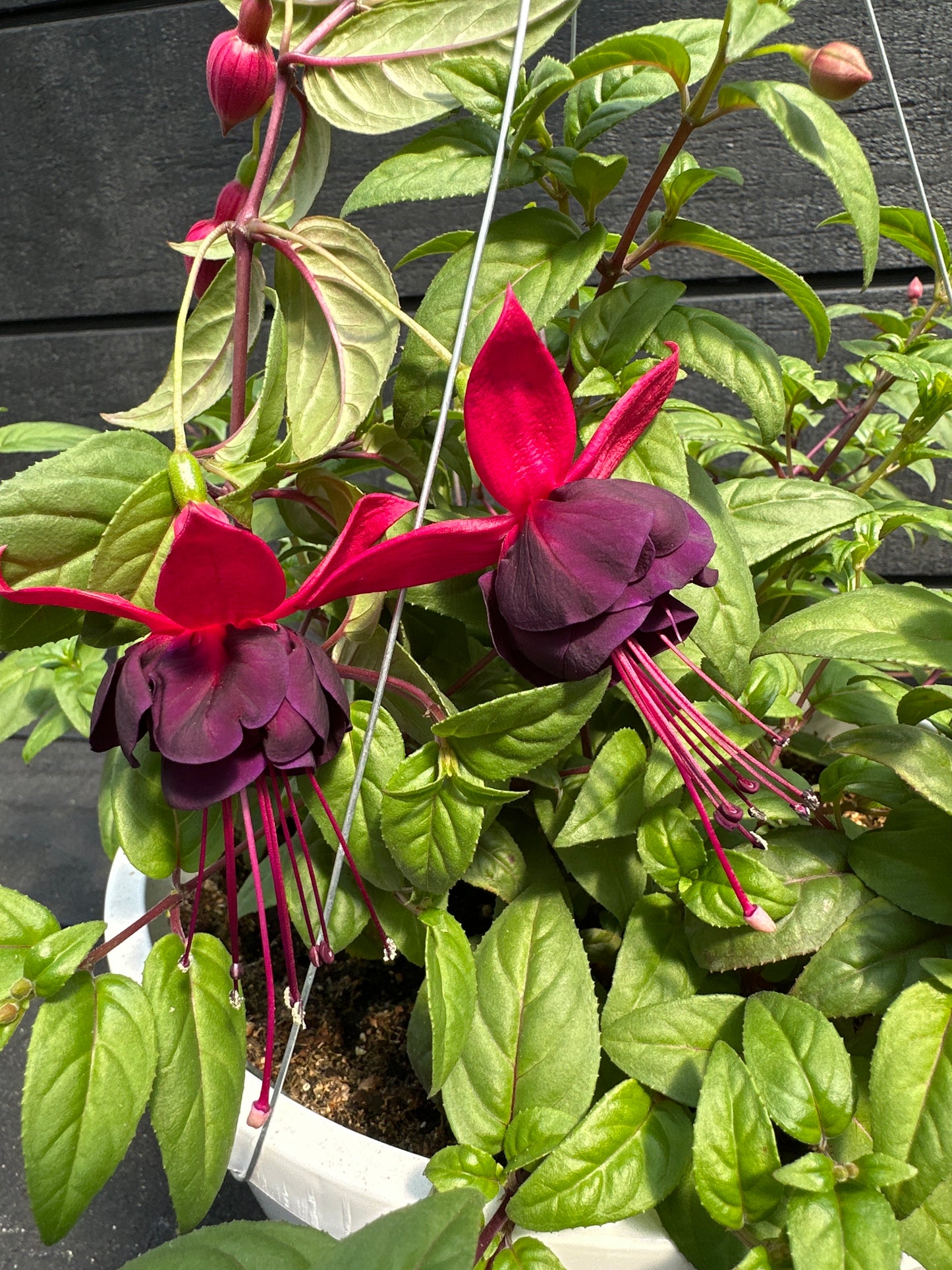 FUCHSIA NEW MILLENNIUM - 10'' HANGING BASKET