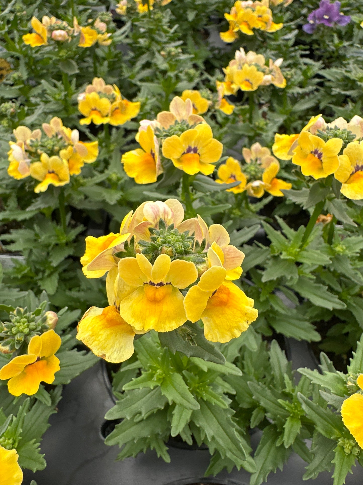 NEMESIA NESIA INCA - 4" POT