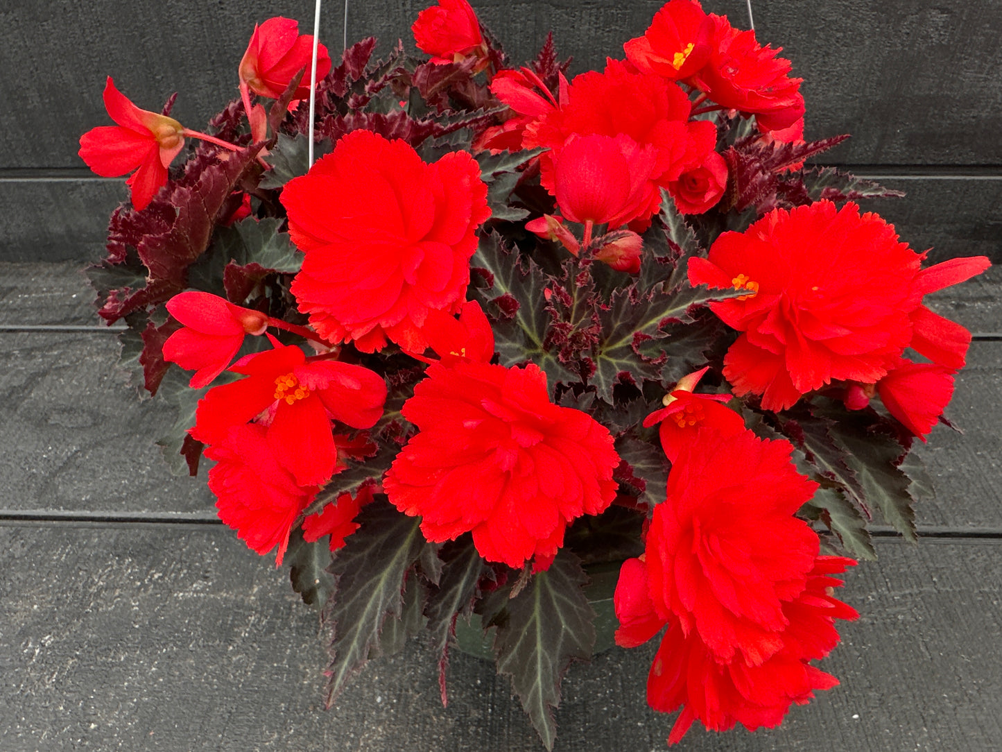 BEGONIA ICONIA PORTOFINO HOT CORAL - 10'' HANGING BASKET