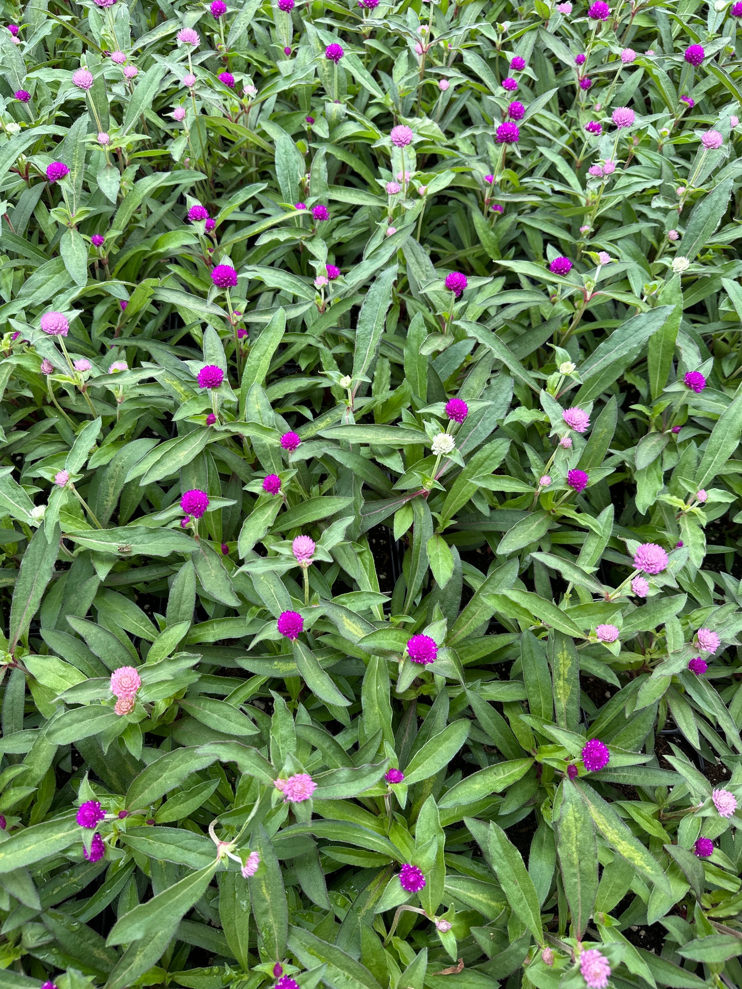 GOMPHRENA PING PONG MIX - JUMBO 6 PACK