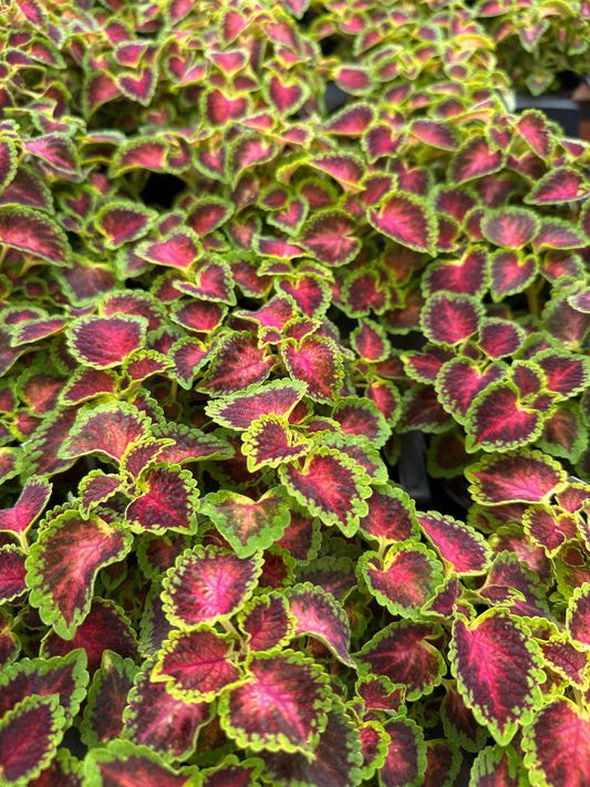 COLEUS PARTYTIME PINK BERRY - 4" POT