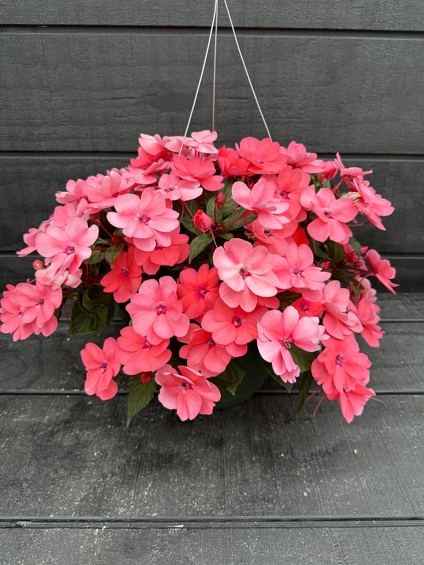 SUNPATIENS COMPACT CORAL PINK - 10" HANGING BASKET