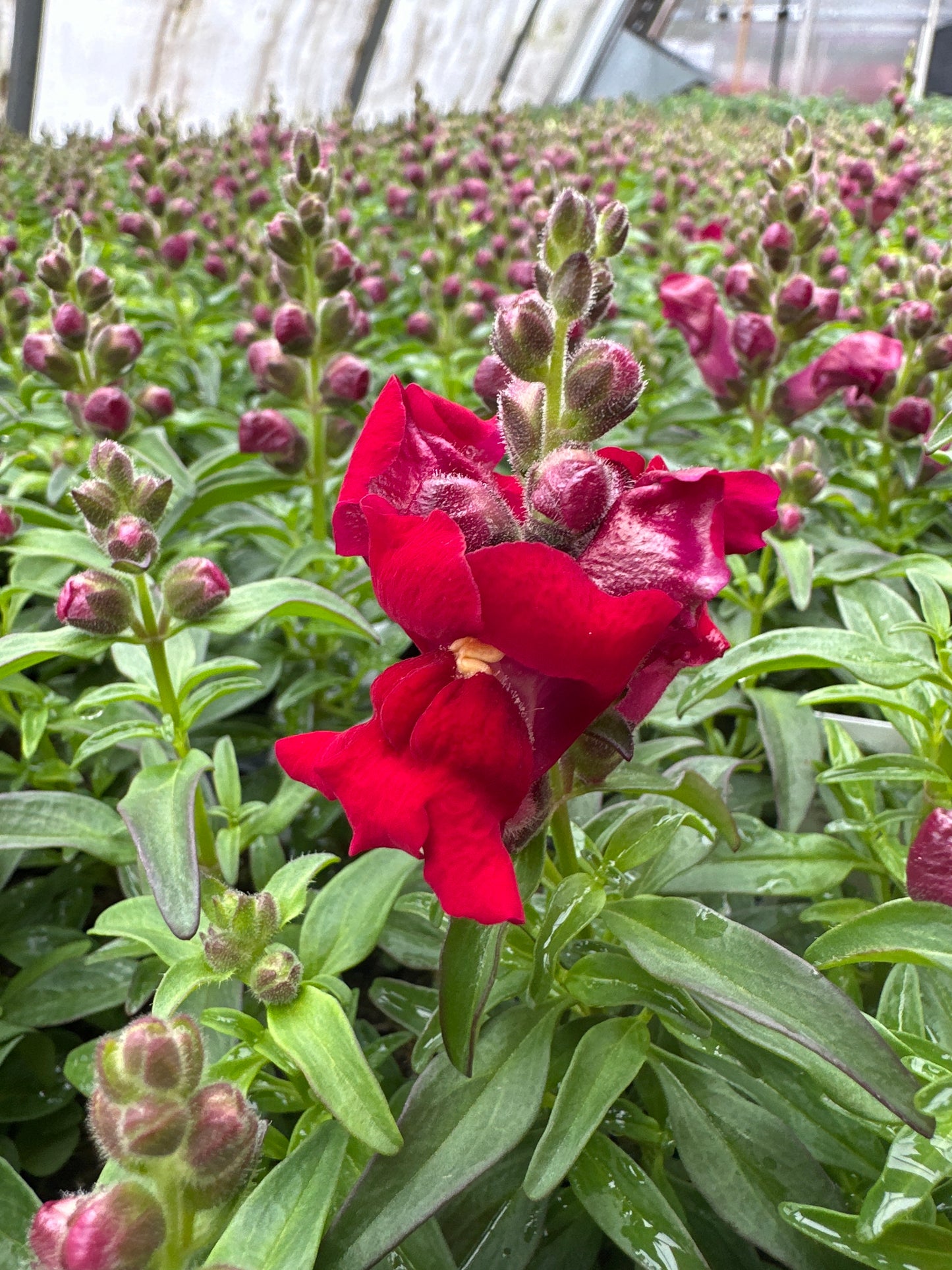 SNAPDRAGON SNAPSHOT RED - FLAT OF 48 PLANTS