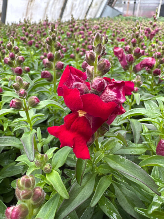 SNAPDRAGON SNAPSHOT RED - FLAT OF 48 PLANTS