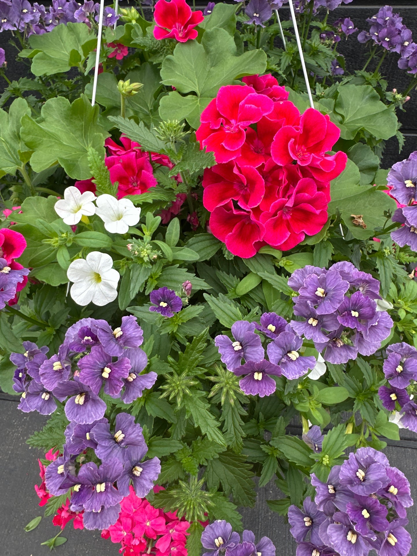 BASKET #7 - 14" HANGING BASKET