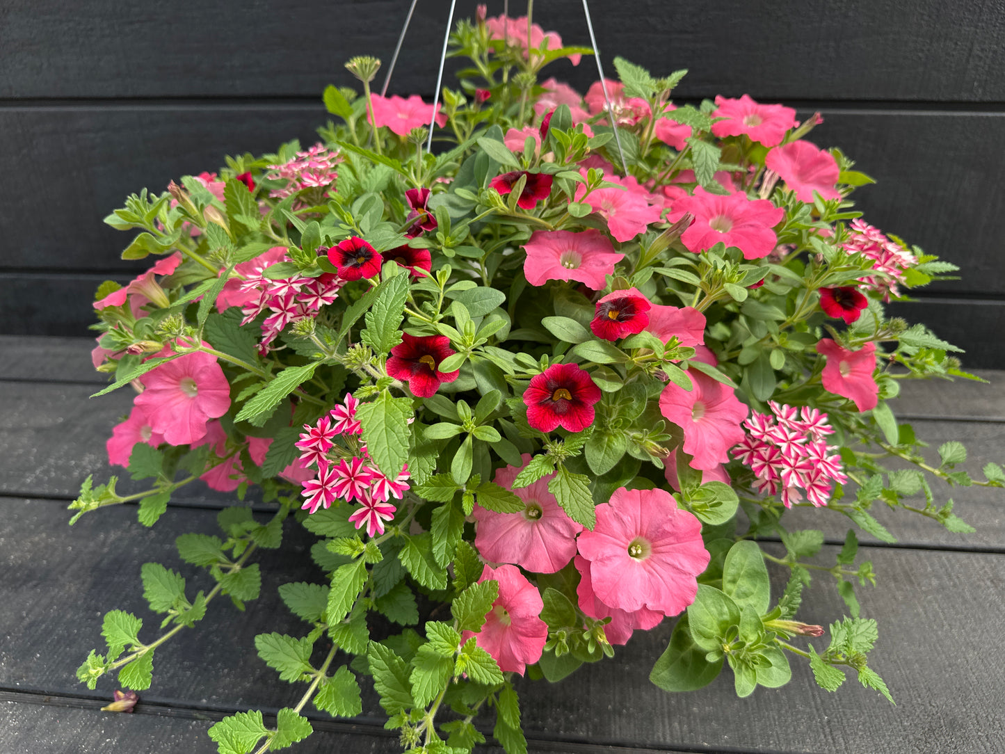 COMBO HOPSCOTCH - 12" HANGING BASKET