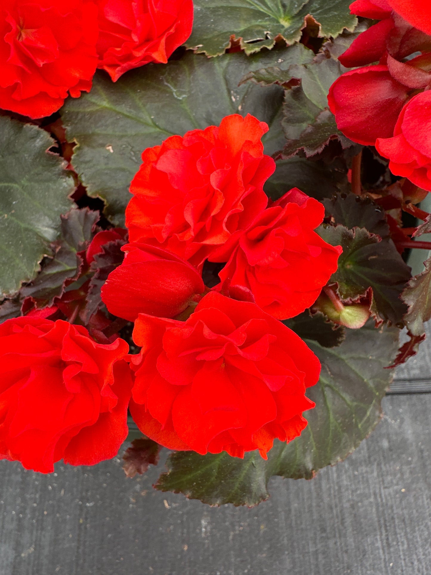 BEGONIA SOLENIAS CHOCOLATE ORANGE - 10" HANGING BASKET