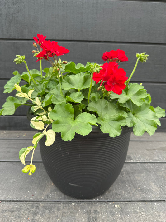 COMBO #15 - 12'' POT