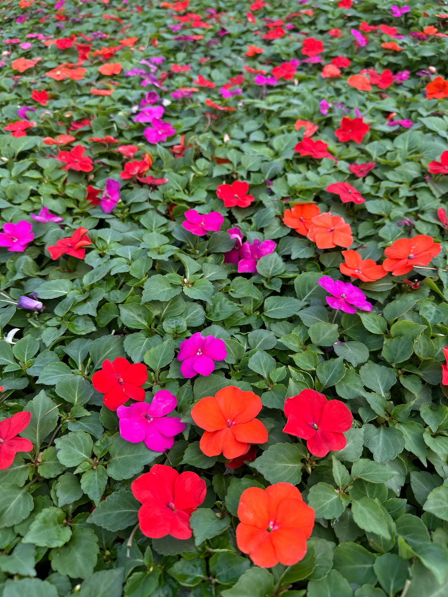 IMPATIENS BEACON SANIBEL MIX - FLAT OF 32 PLANTS