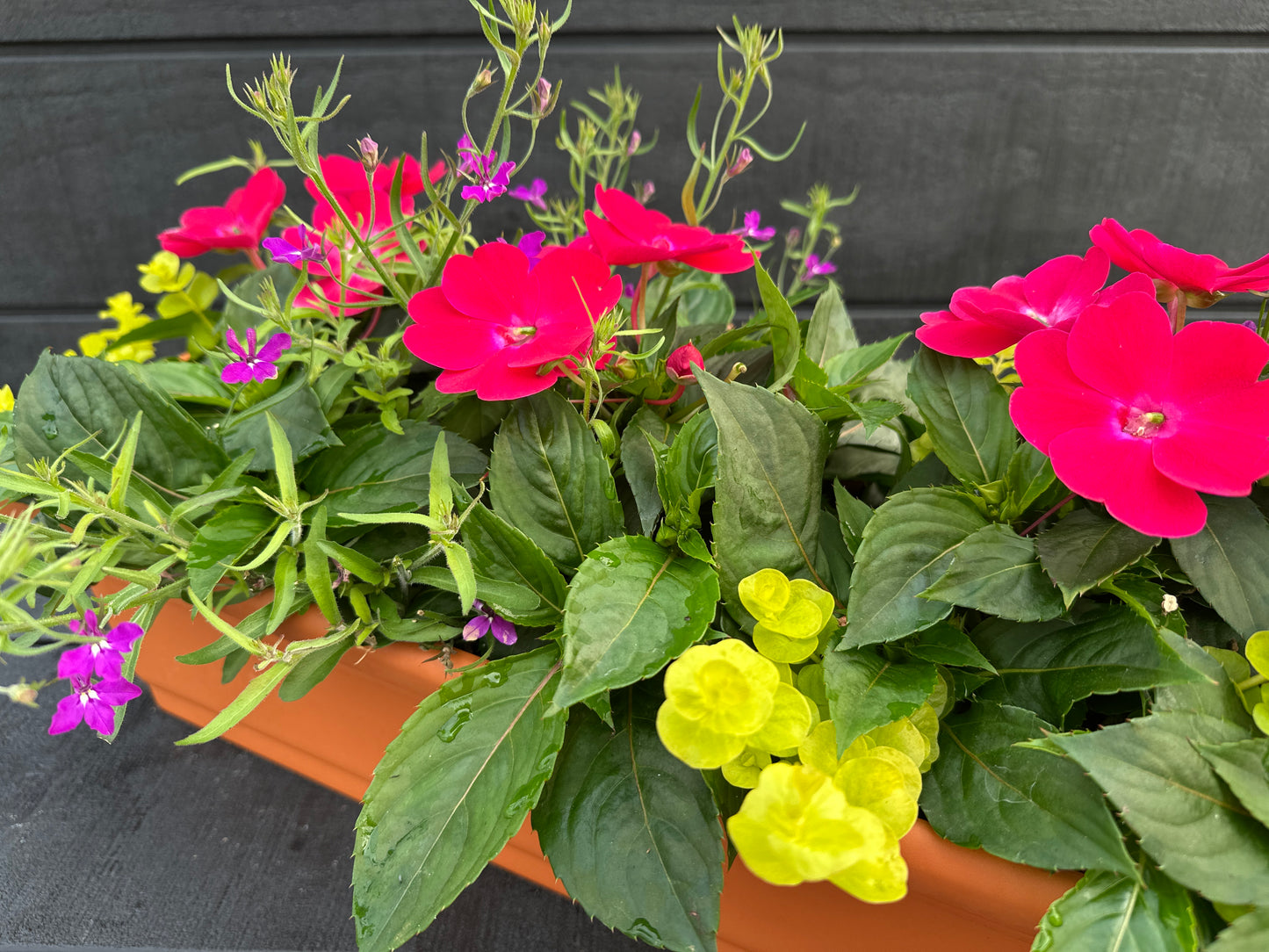 COMBO #8 - 30" WINDOW BOX