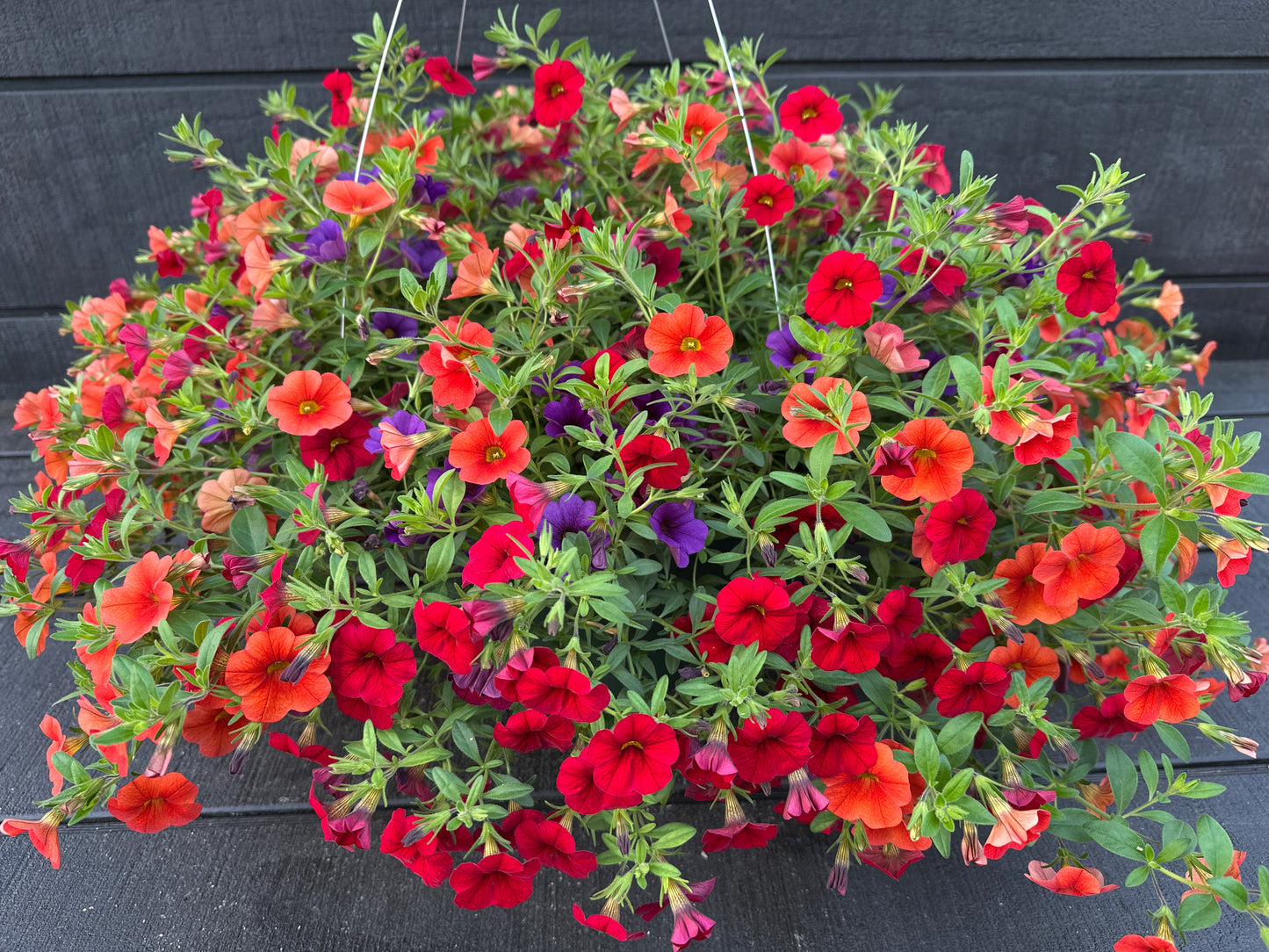 BASKET #89 - 12" HANGING BASKET