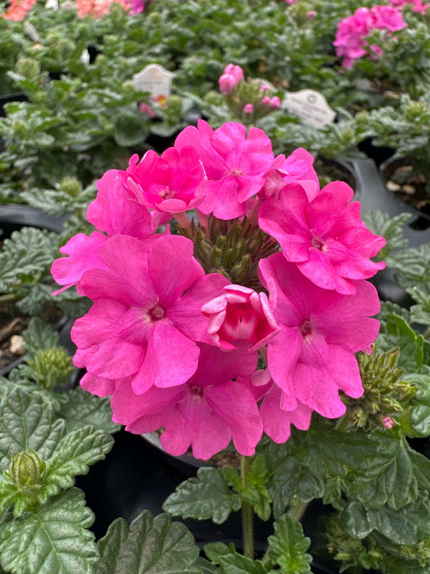 VERBENA EMPRESS SUN PINK - 4" POT