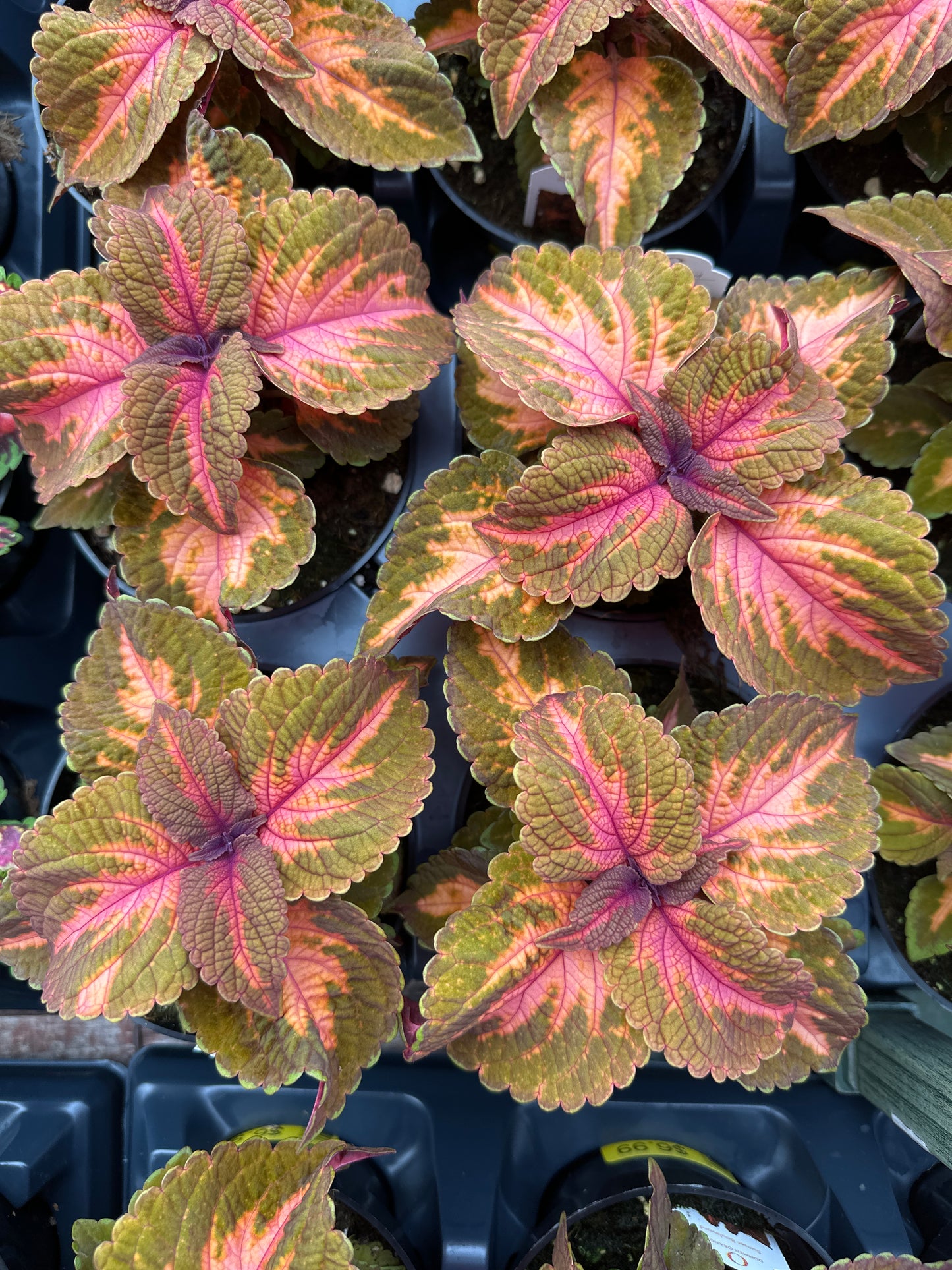 COLEUS MAIN STREET SUNSET BOULEVARD - 4'' POT