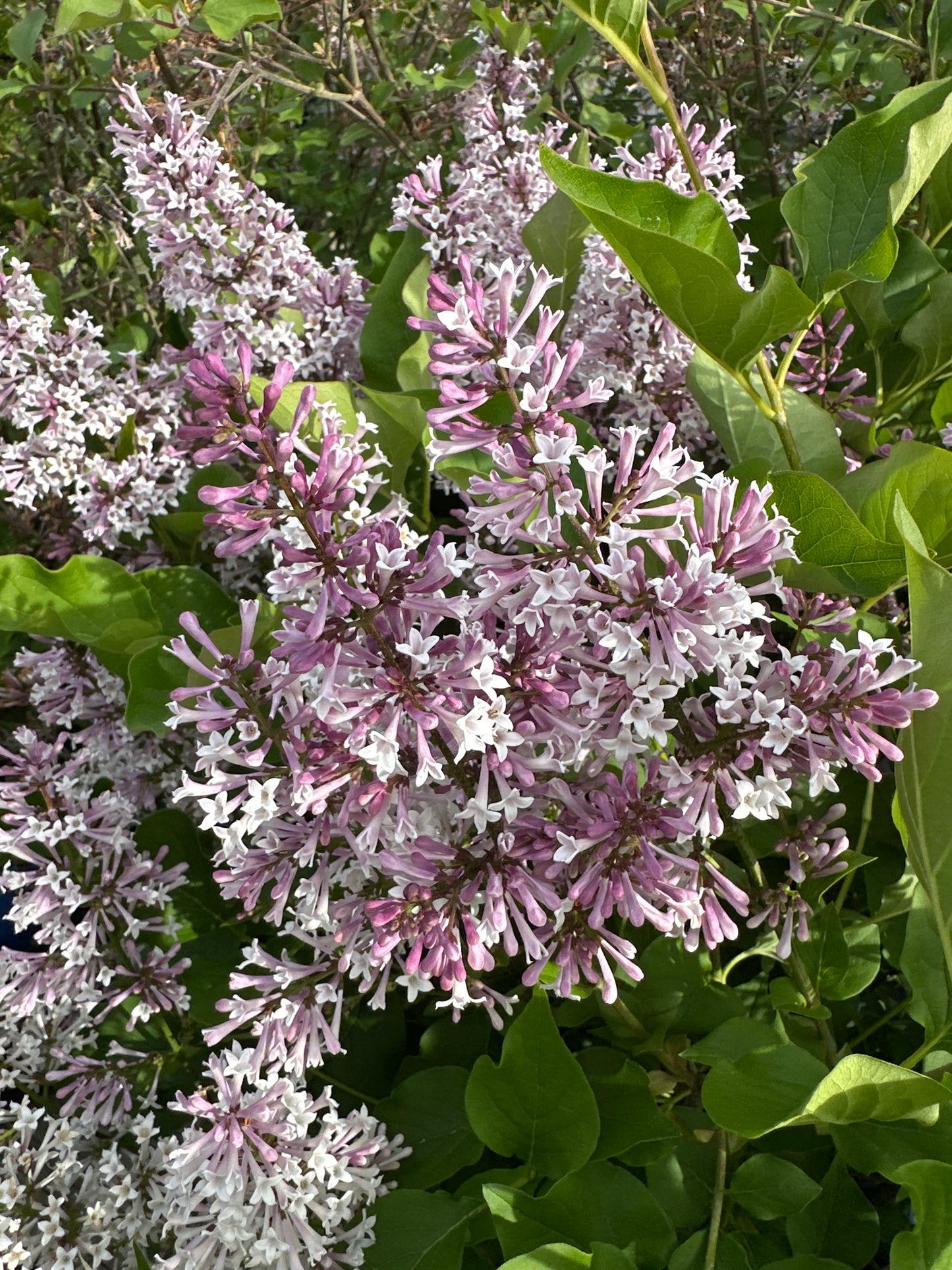 Syringa 'Miss Kim'