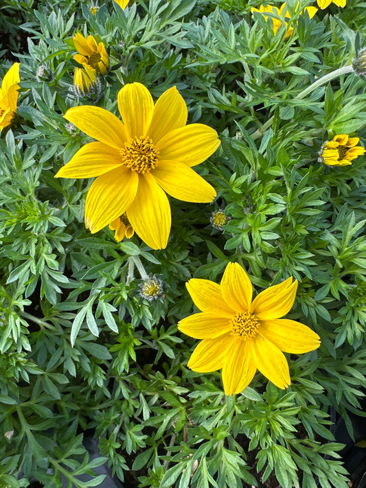 BIDENS MEGA CHARM - 4'' POT