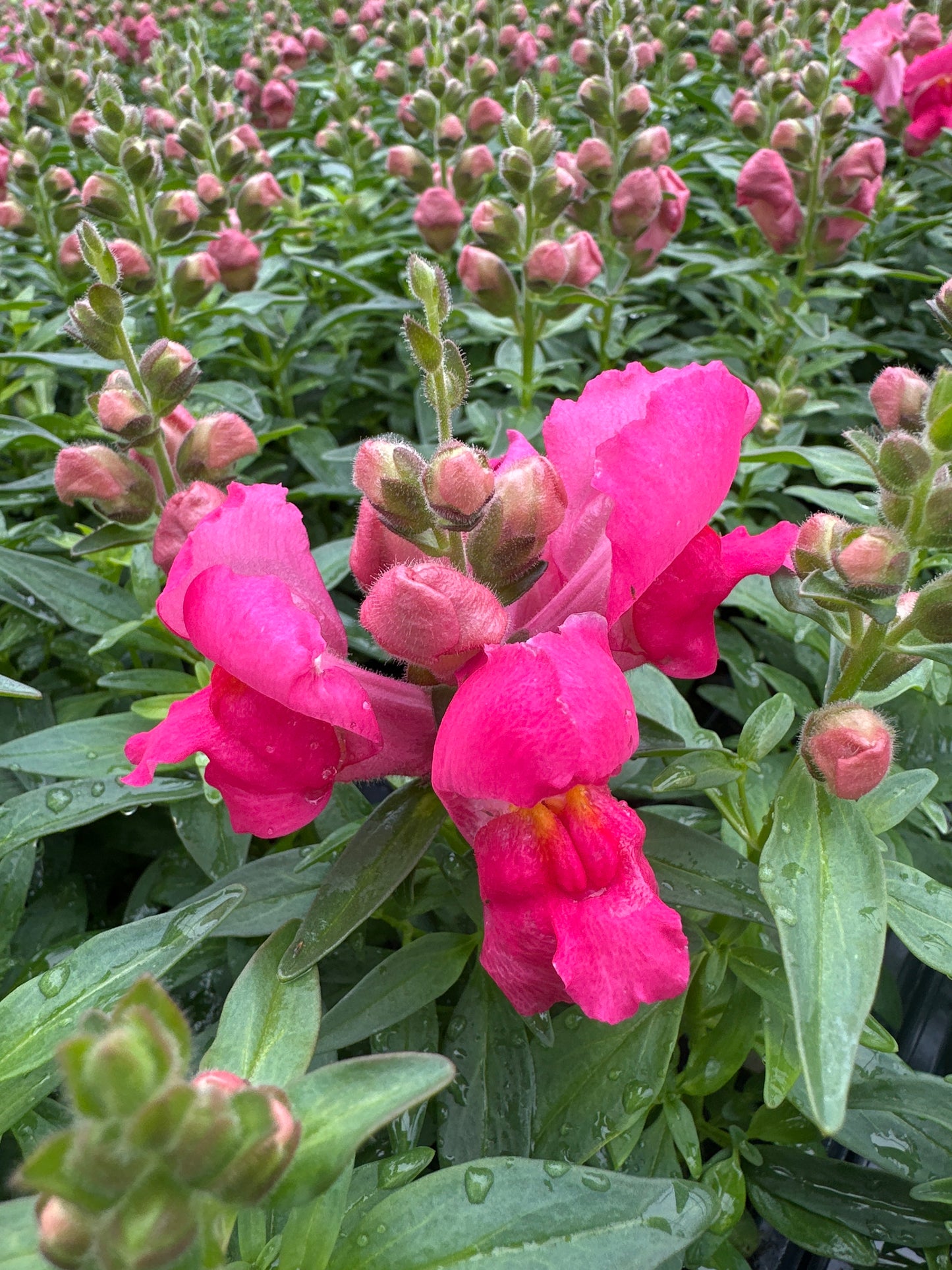 SNAPDRAGON SNAPSHOT ROSE - FLAT OF 48 PLANTS