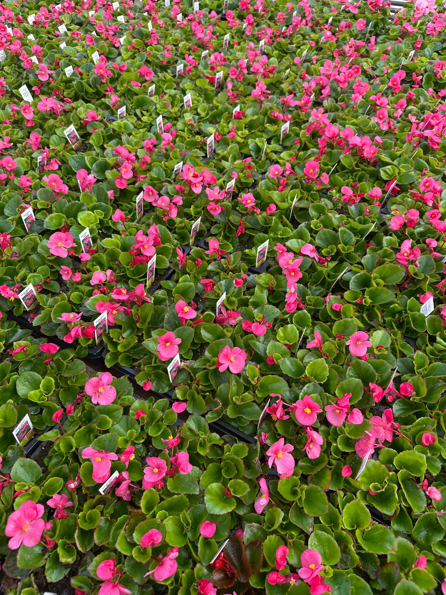 BEGONIA BADA BING ROSE - FLAT OF 48 PLANTS