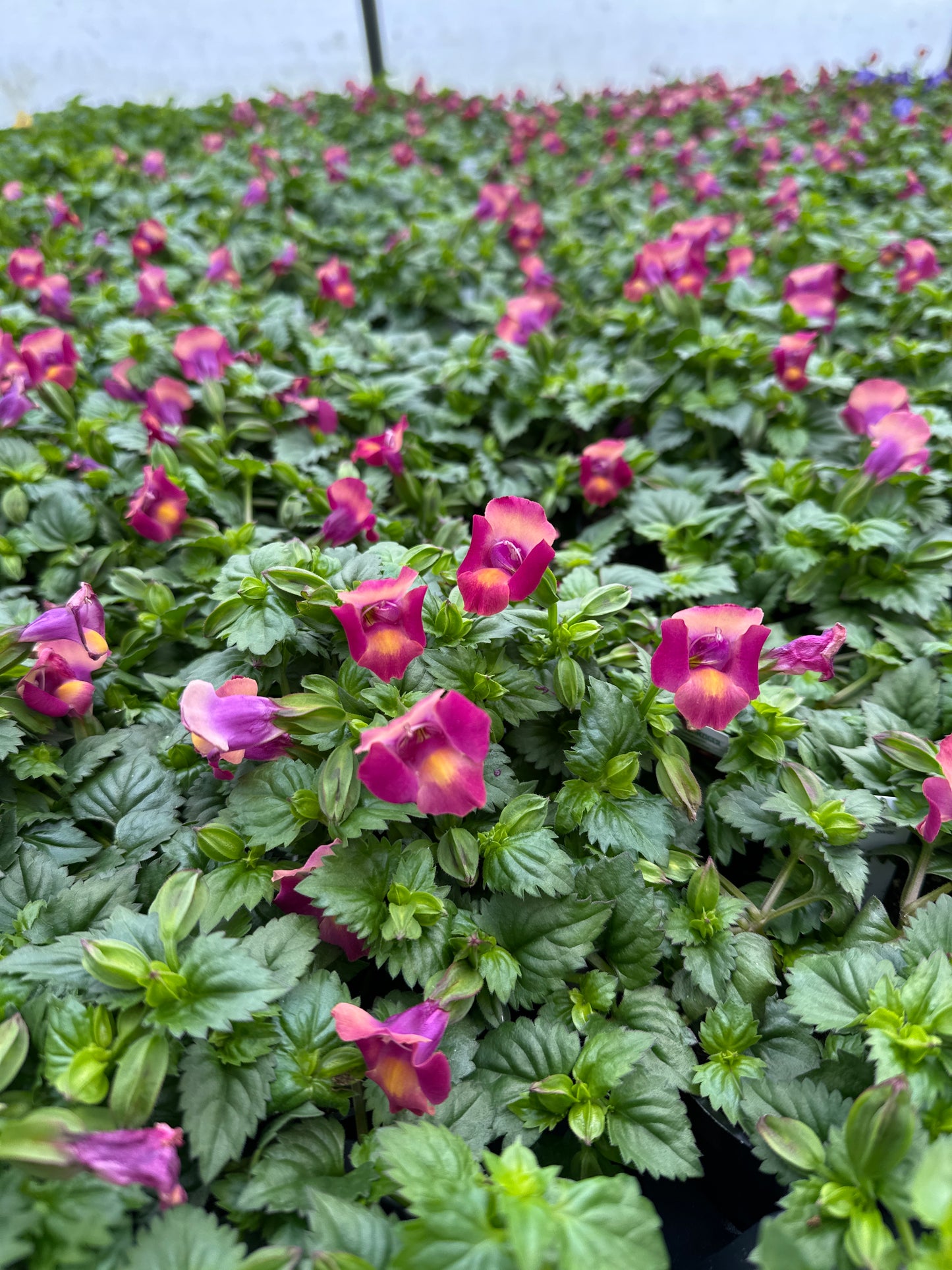TORENIA MOON MAGENTA - 4" POT