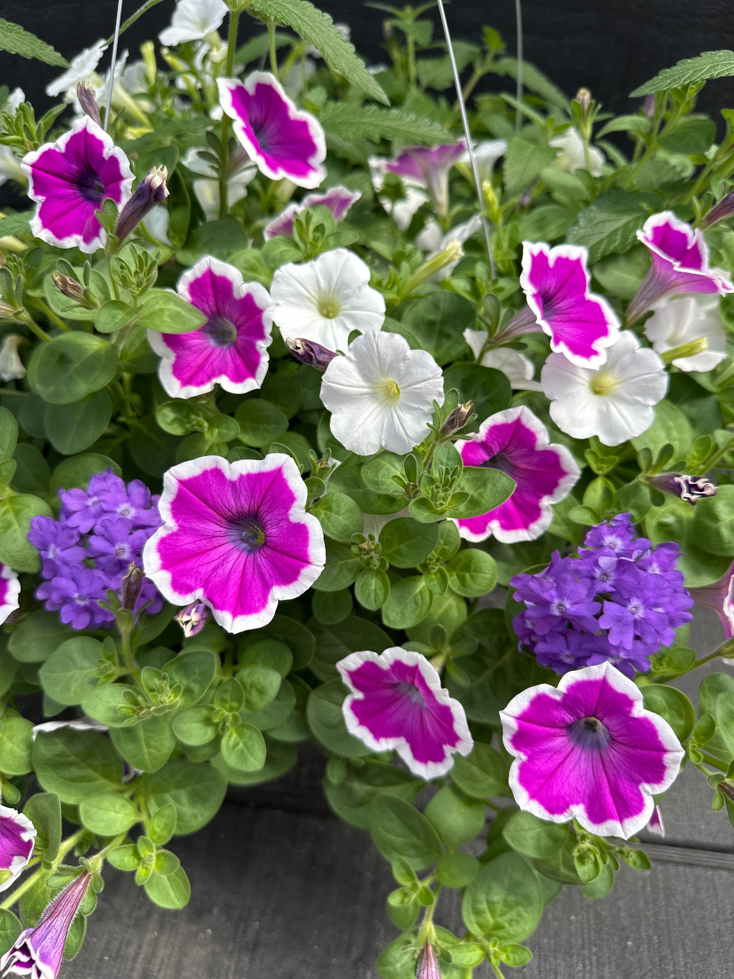 COMBO MOONLIT LAVENDER - 12" HANGING BASKET