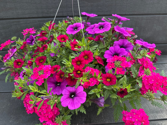 COMBO MERMAID TAILS - 10" HANGING BASKET