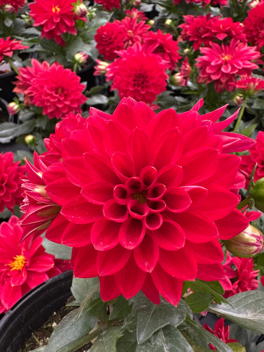 DAHLIA NOVATION RED - QUART POT