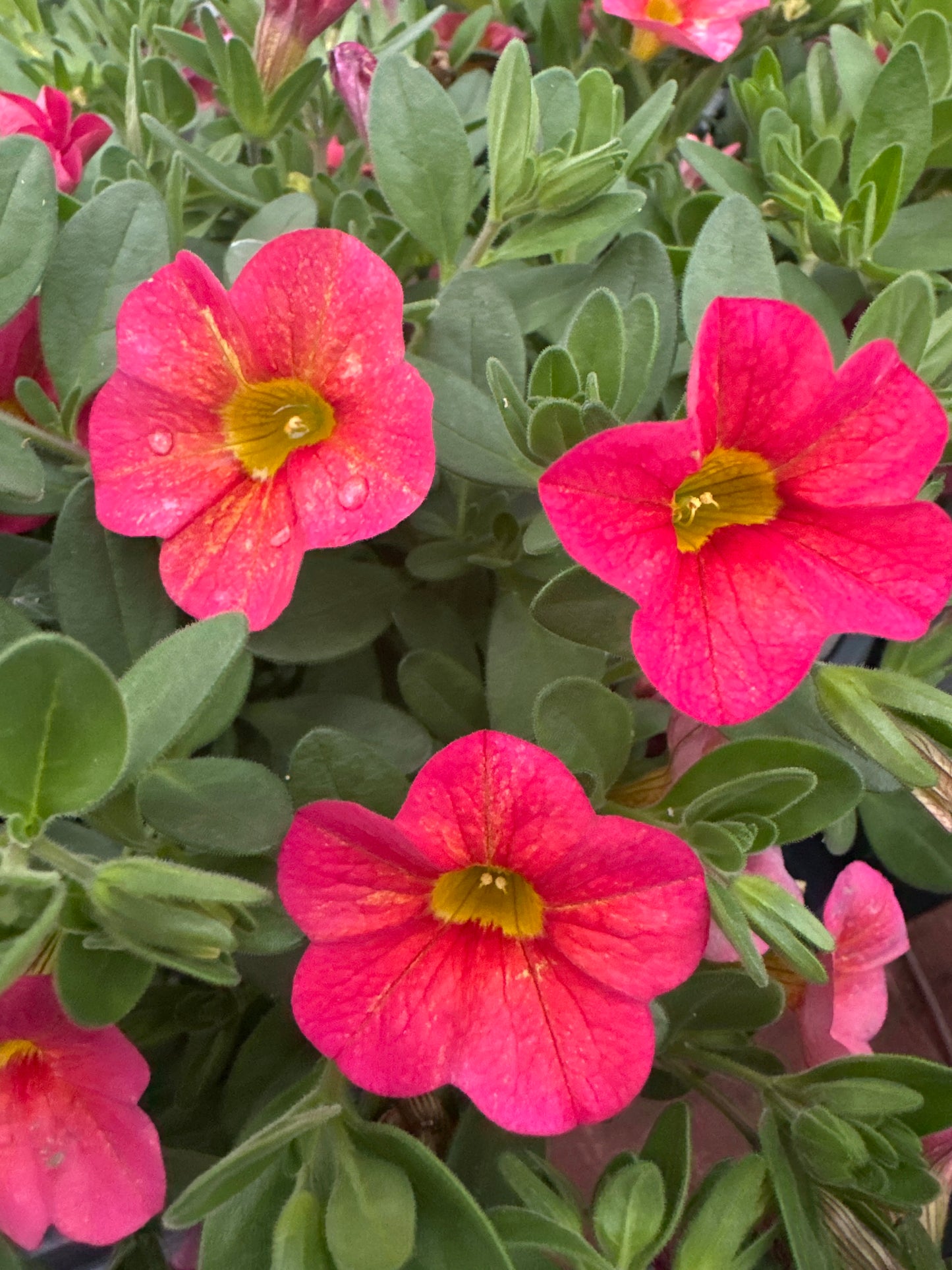 CALIBRACHOA SUPERBELLS TROPICAL SUNRISE - QUART POT