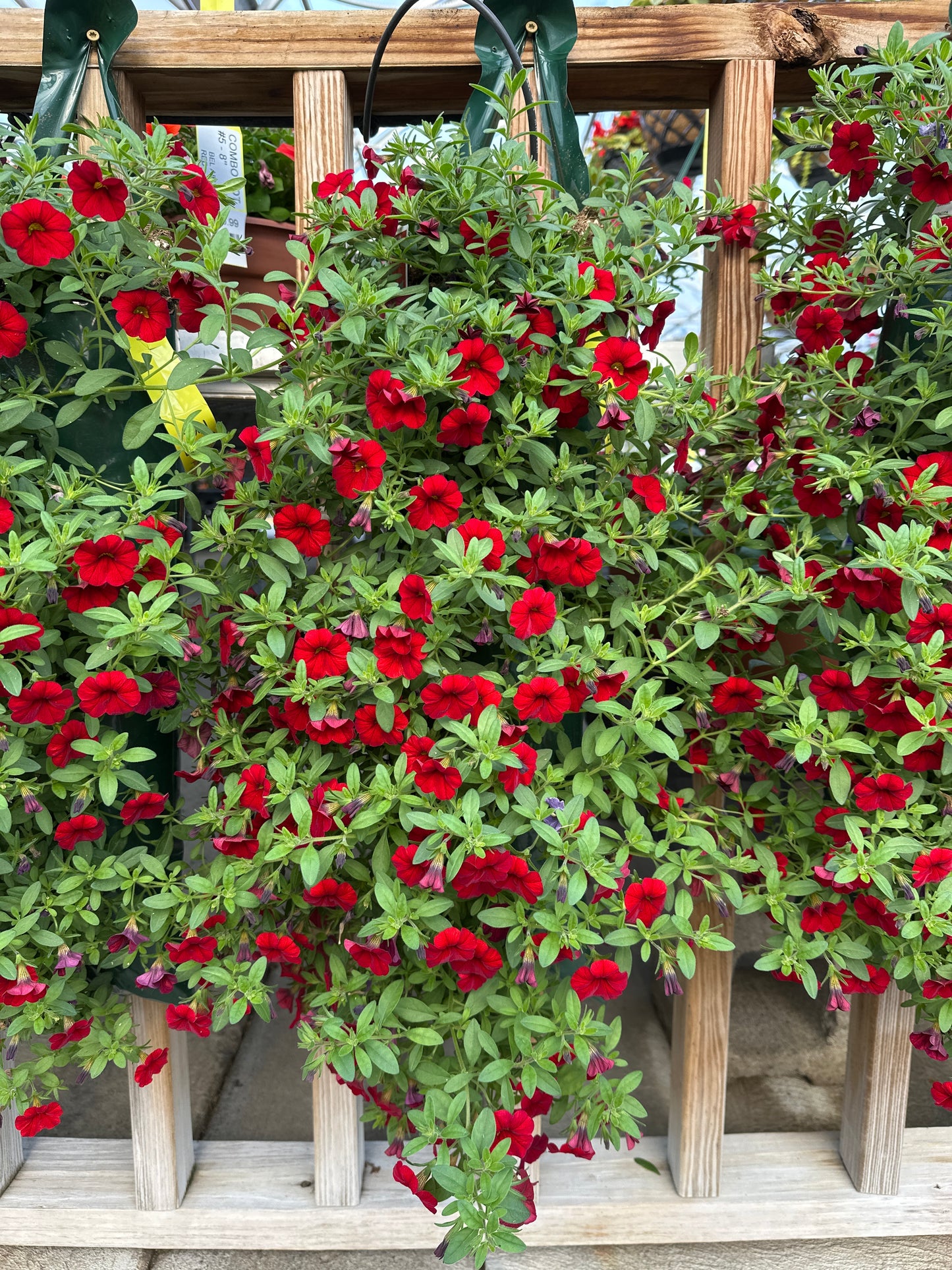 CALIBRACHOA CABARET BRIGHT RED - FLOWER BAG