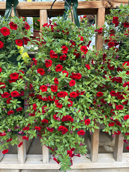 CALIBRACHOA CABARET BRIGHT RED - FLOWER BAG