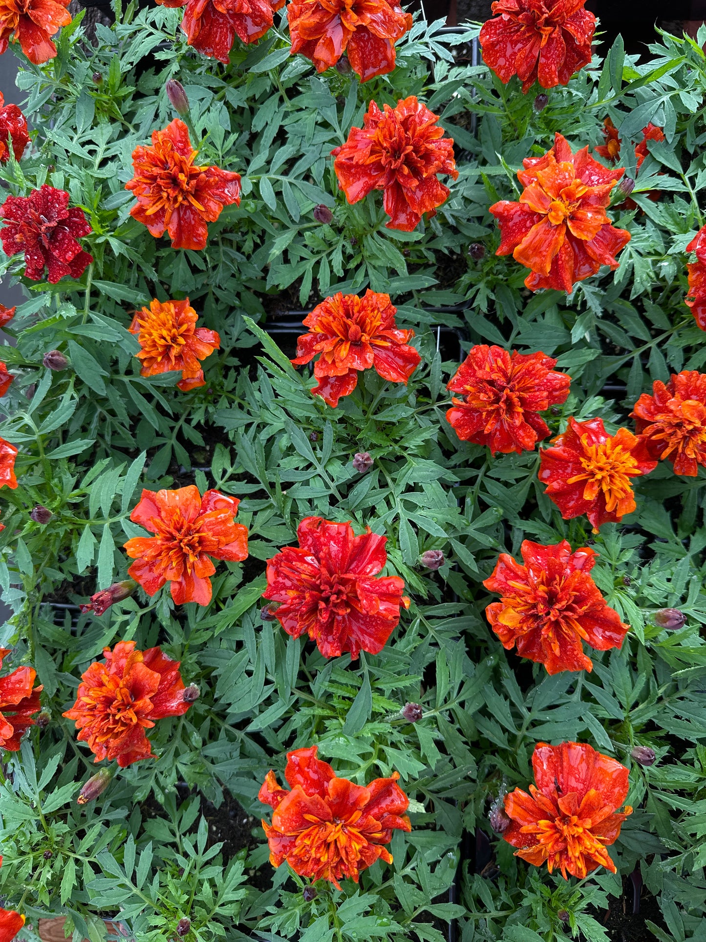 MARIGOLD FIREBALL - JUMBO 6 PACK