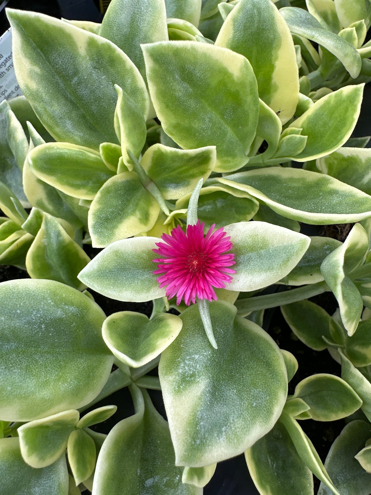 DOROTHEANTHUS MEZOO TRAILING RED - 4" POT